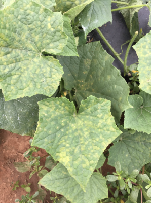 Green leaves with yellow spots that are framed by leaf veins.